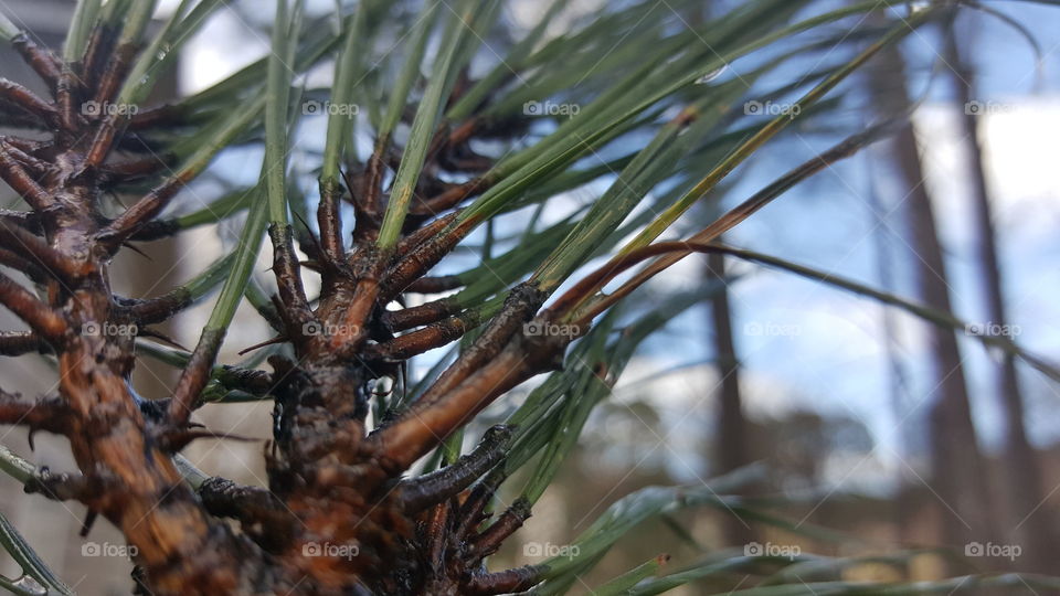 Pinetree branch