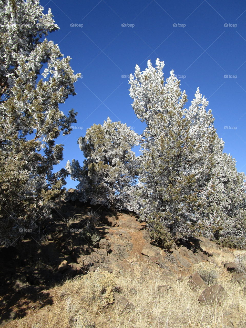 Stunning juniper trees with a fresh coat of frost on a beautiful winter day in Central Oregon. 