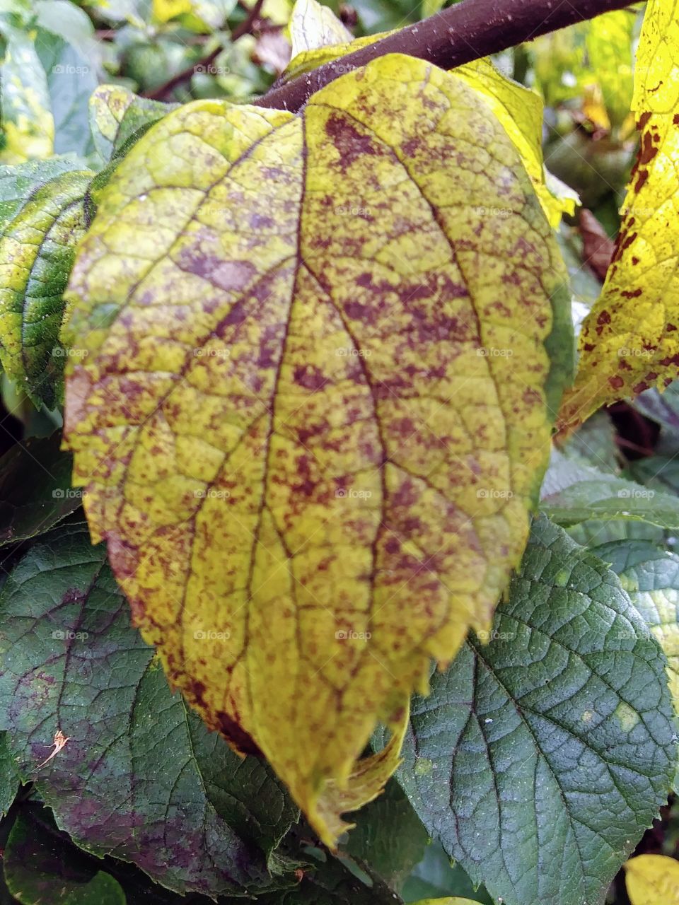 rusty leaf in autumn