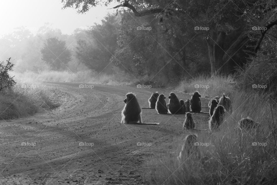 Troupe - a family of baboons suns themselves on a morning drive on an African safari