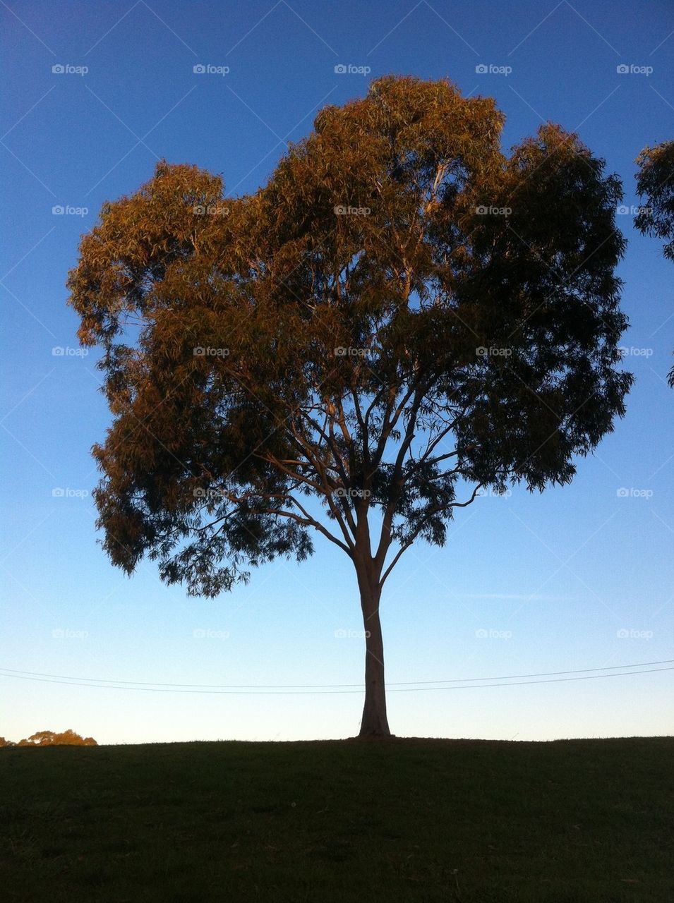 sky blue tree clouds by king