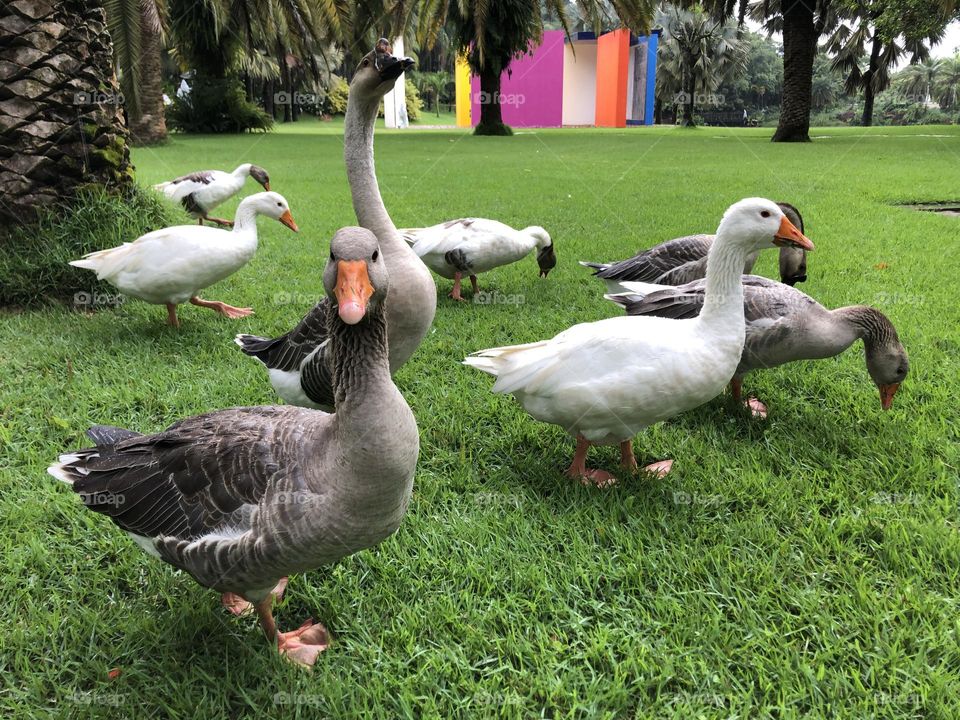 Patos. Inhotim. BH. Brasil.