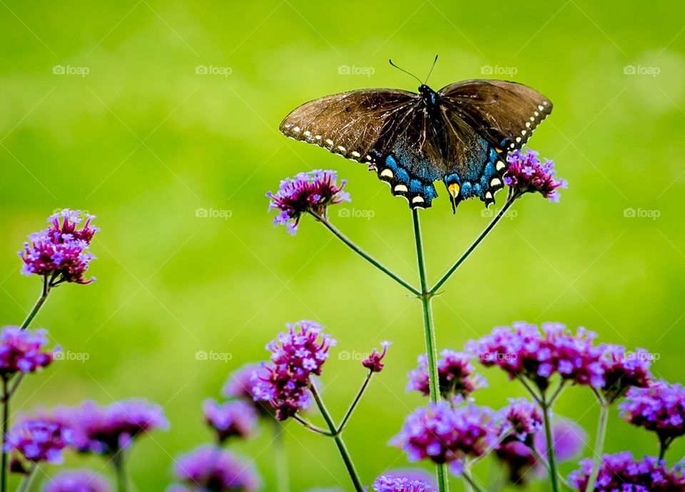 Butterfly and purple flowers