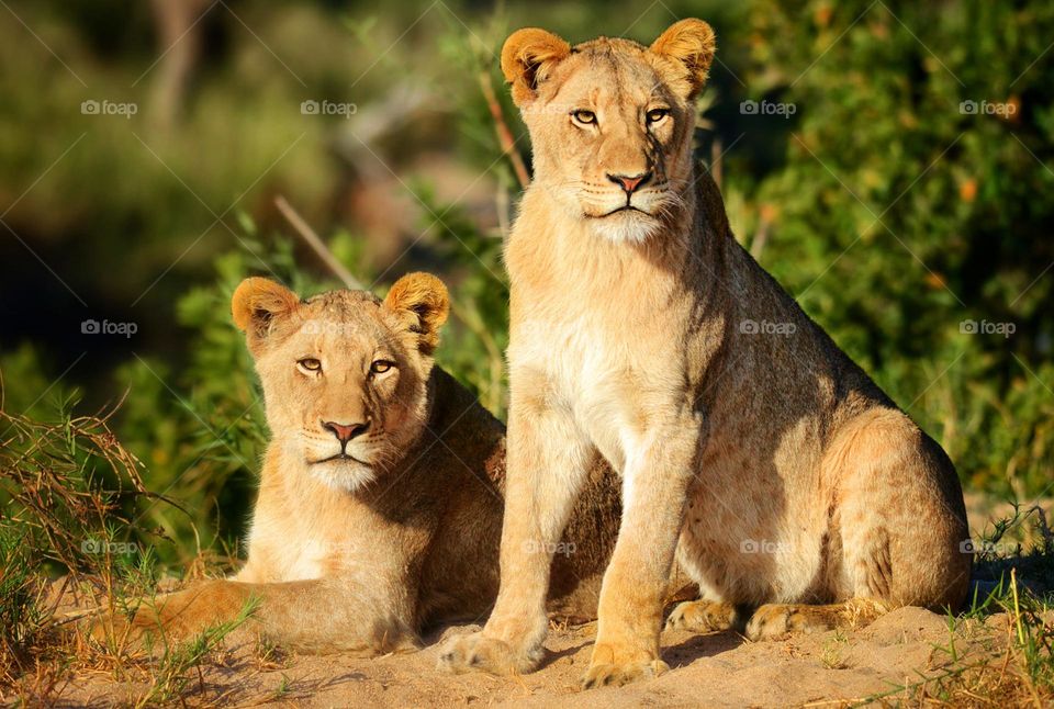 Londolozi, South Africa wildlife pictures