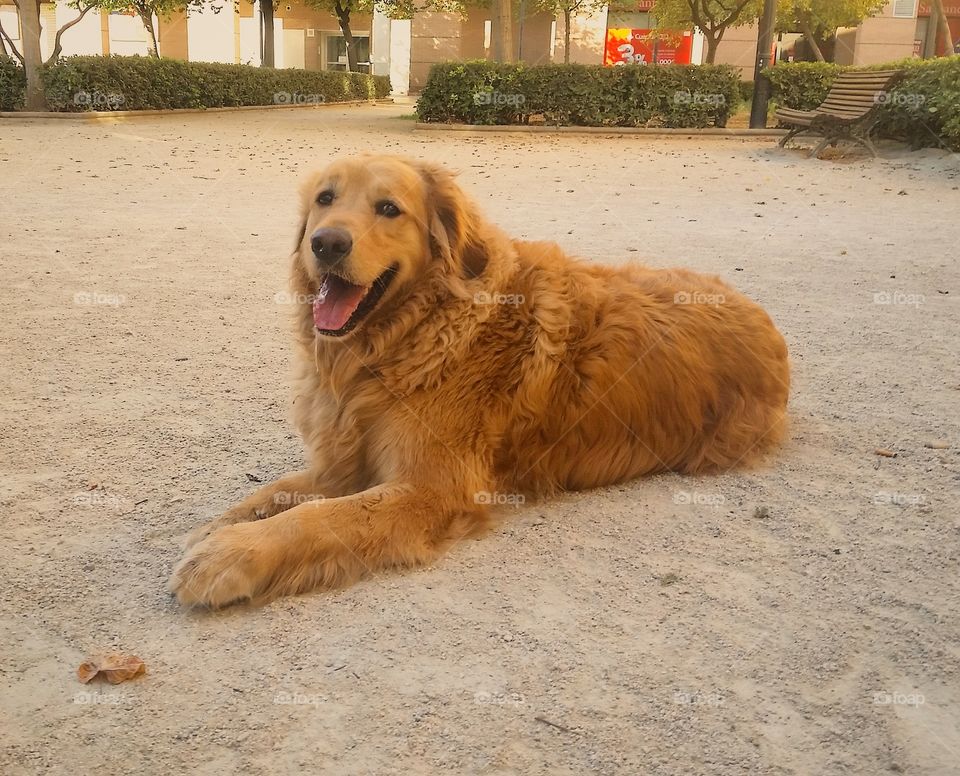 Cute labrador