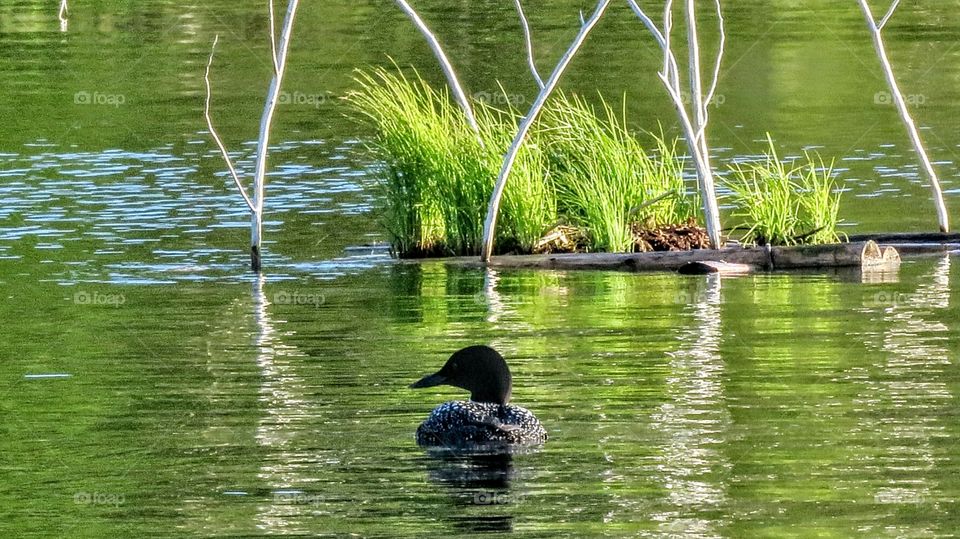 Loon missing baby chick