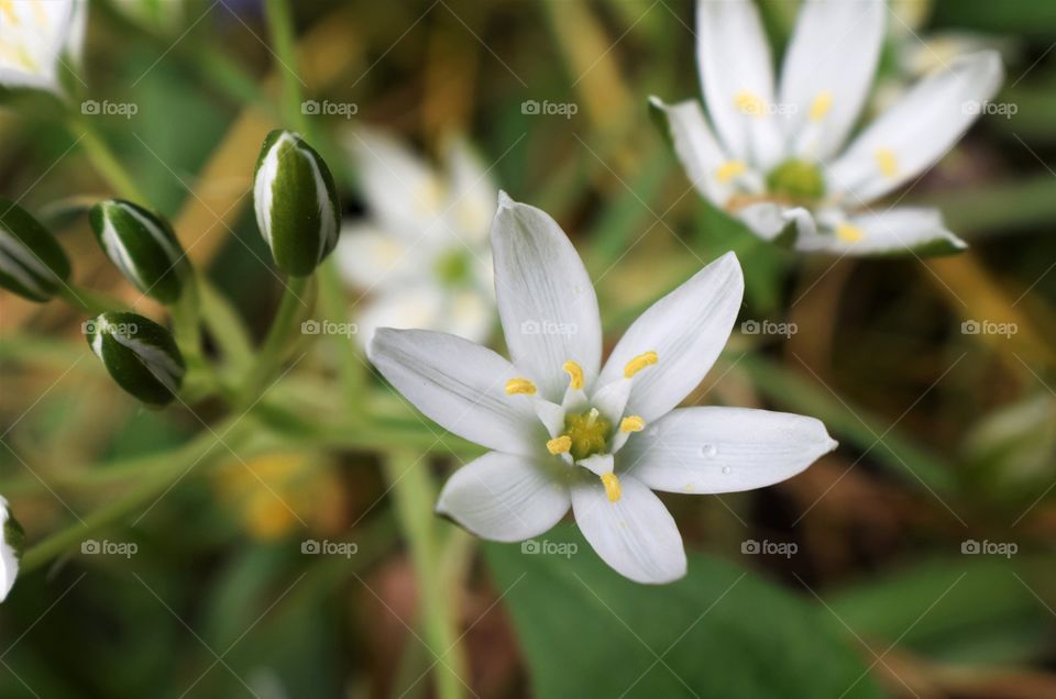 Close-up of white flowers