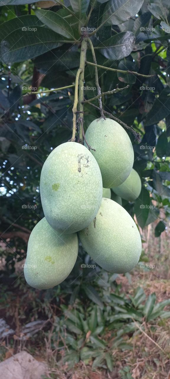 Mango or mempelam is the name of a type of fruit, as well as the name of the tree. Mango belongs to the genus Mangifera