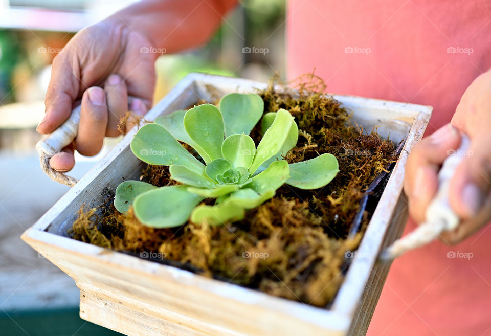 Close up shot of planted succulent