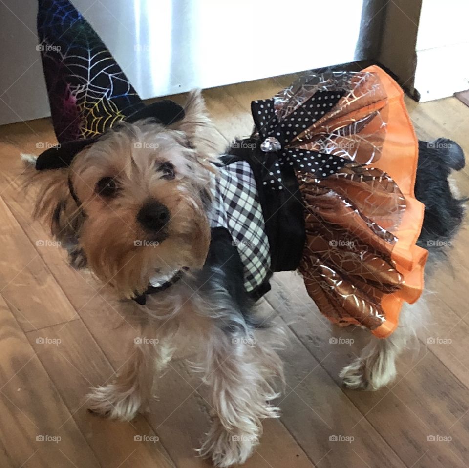Maisy as a witch for Halloween 
