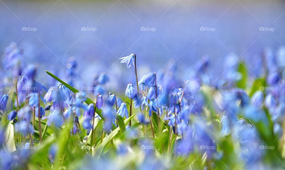 Nature, Grass, Hayfield, Flower, Field