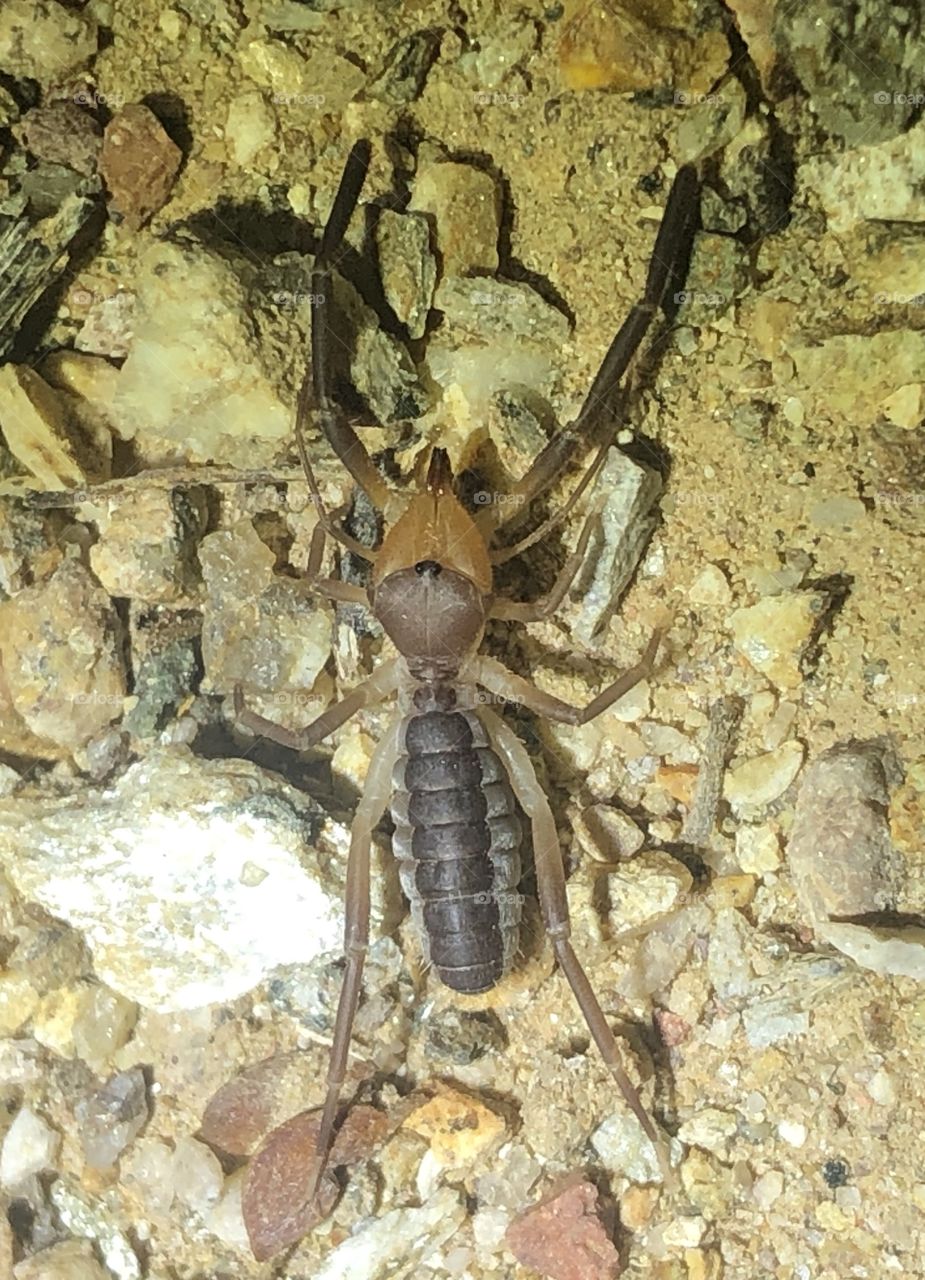 Camel Spider searching for food