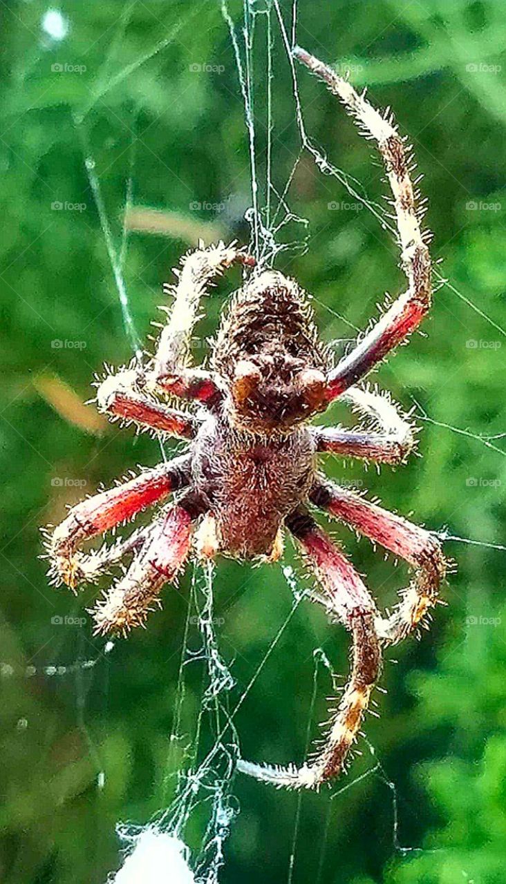 Beautiful orb weaver