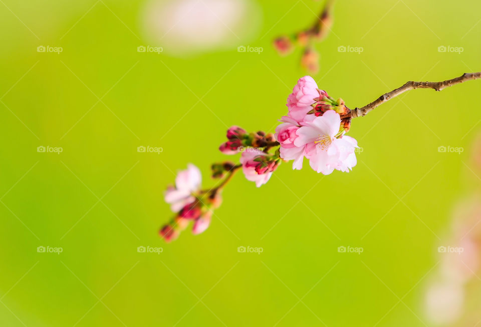 Pink cherry blossoms on green background 