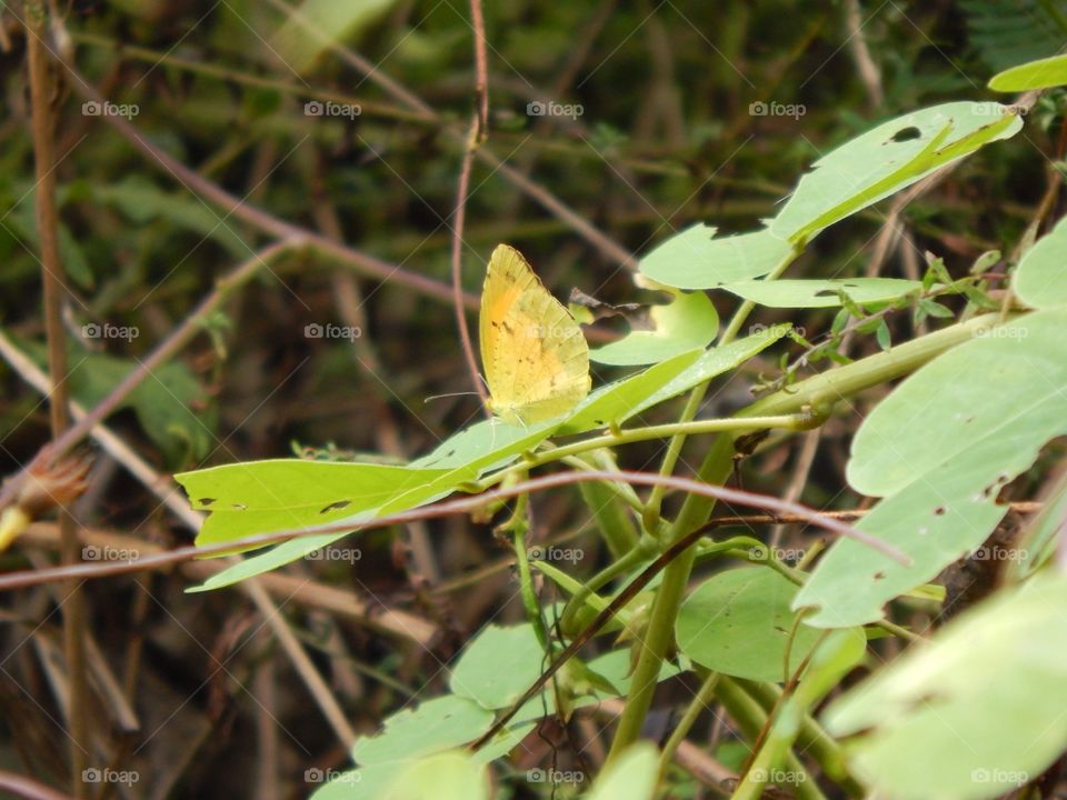Nature’s Scenery, Leaf camouflaged Butterfly 