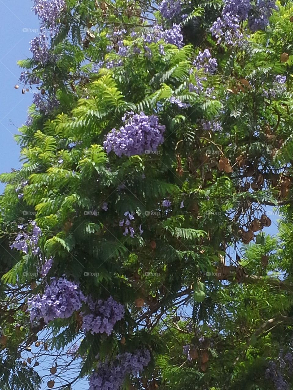 Jacaranda Tree