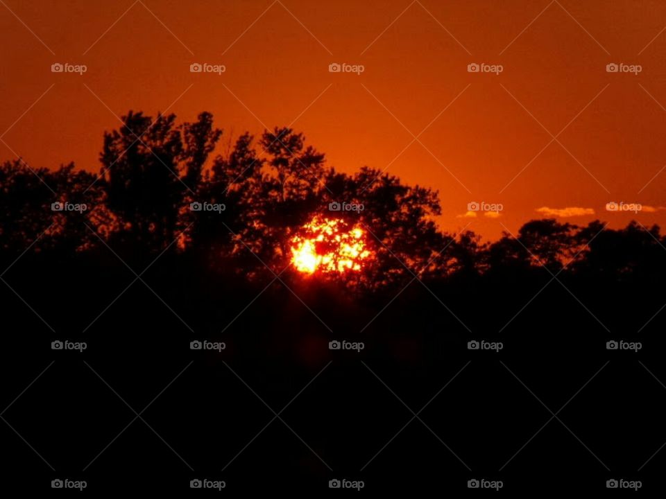 sumset behind the trees