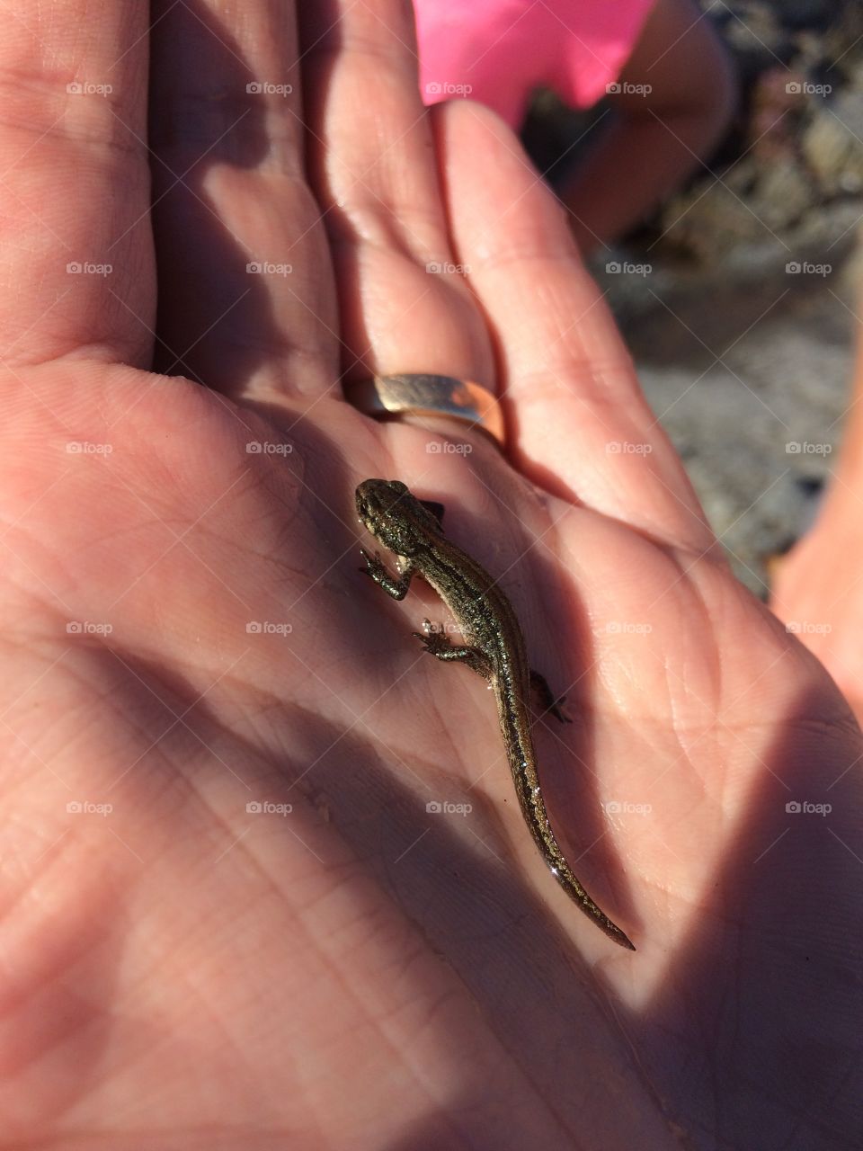 Salamander in a hand