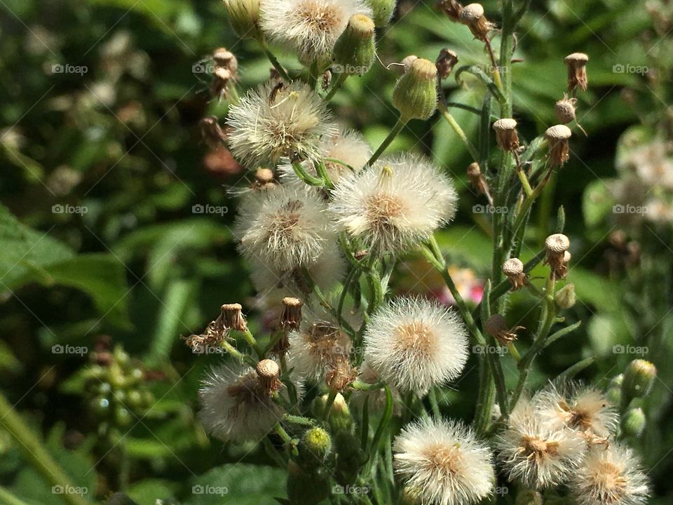 The beauty of weeds in a Spring garden