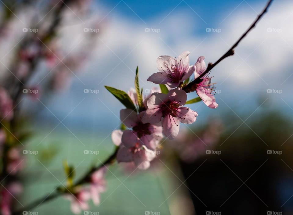 Branch of a blooming tree