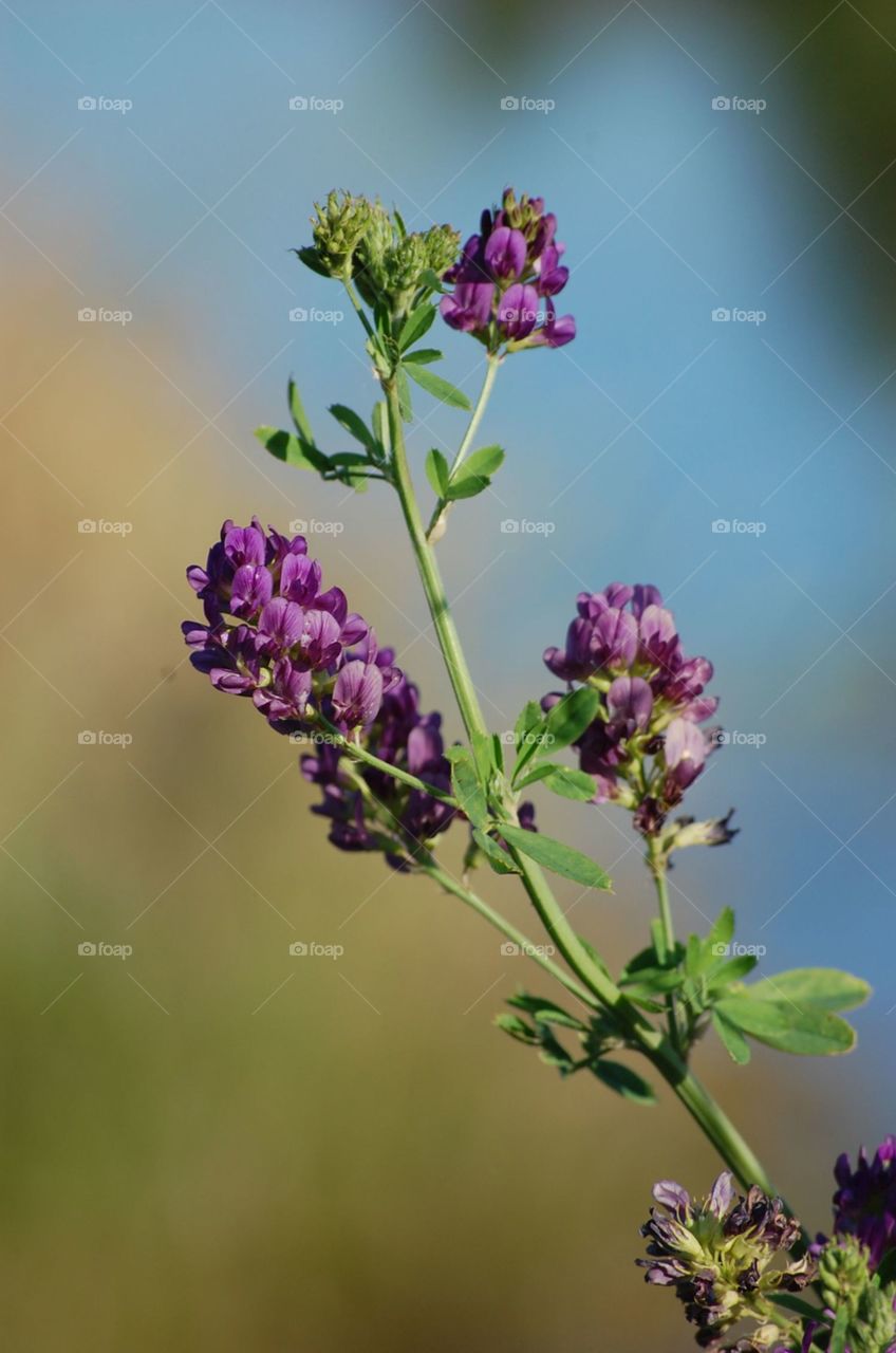 Alfalfa flower. Usually not seen as alfalfa is harvested before it blooms. But when it does get the chance to bloom, a beautiful flower