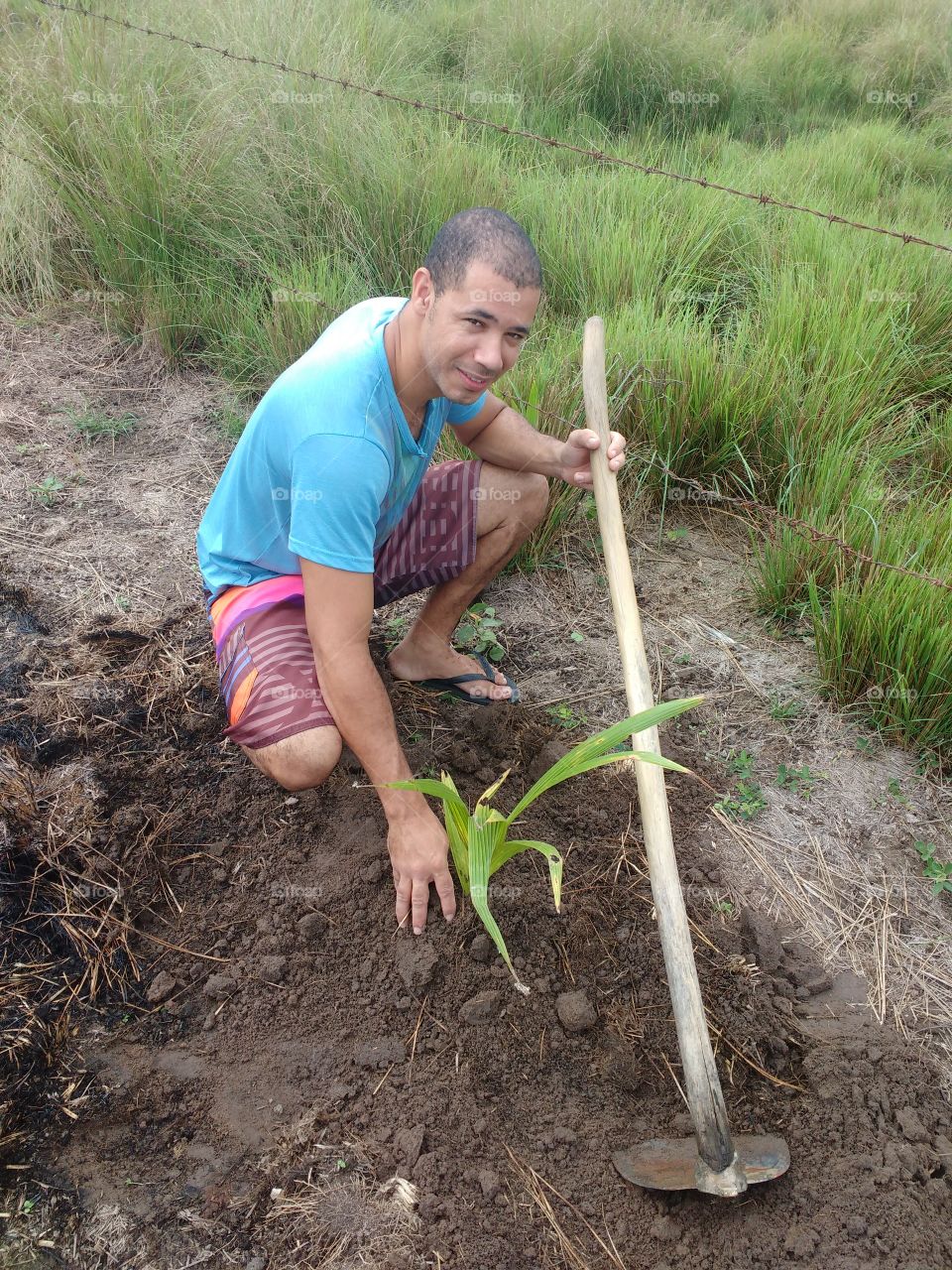 plantando um coqueiro