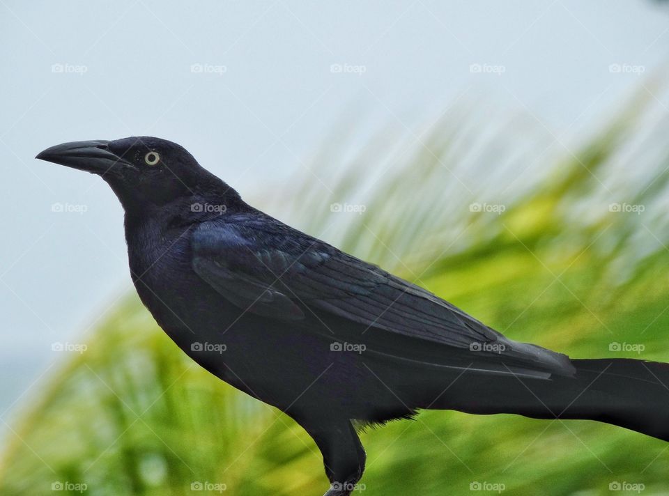 Tropical Black Bird. Mexican Great-Tailed Grackle In Cancún
