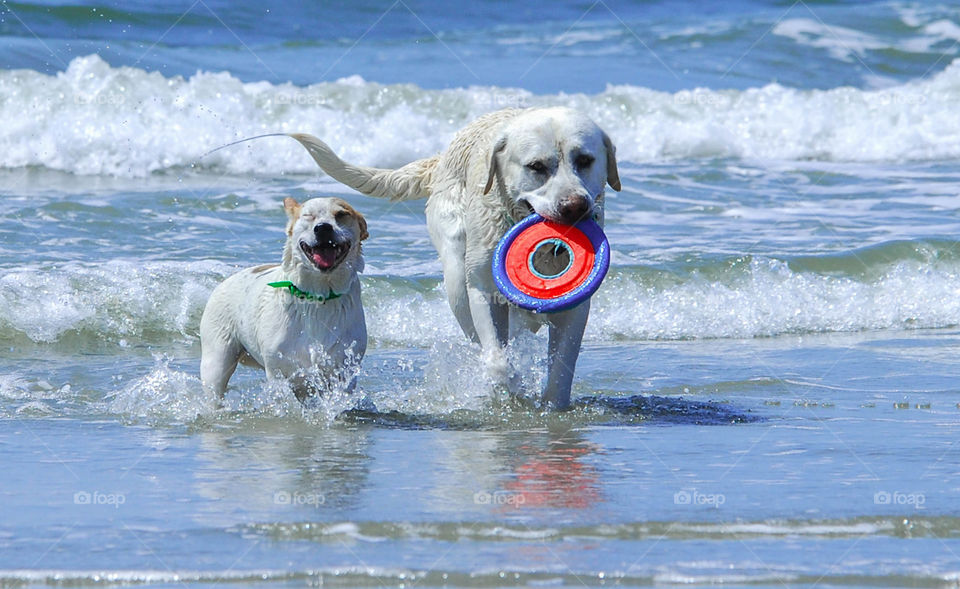 having fun playing catch with dogs on beach