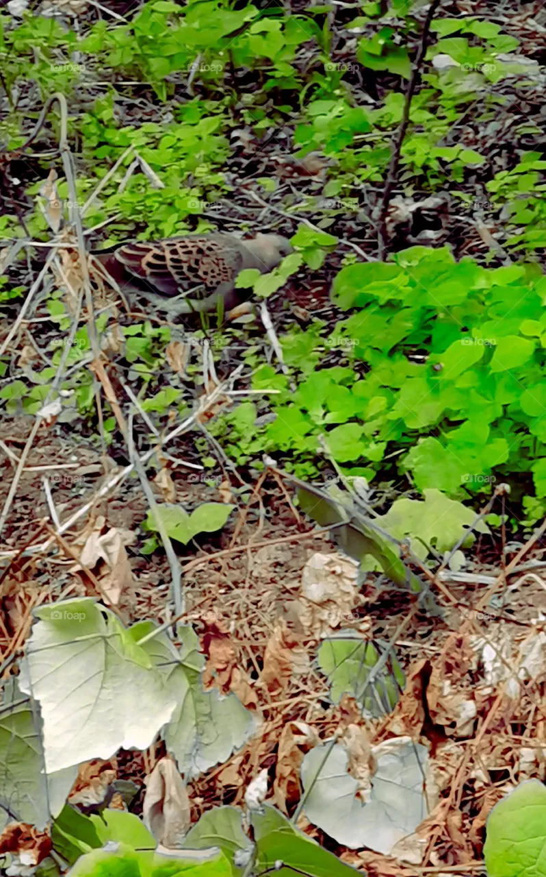 Wild bird searching