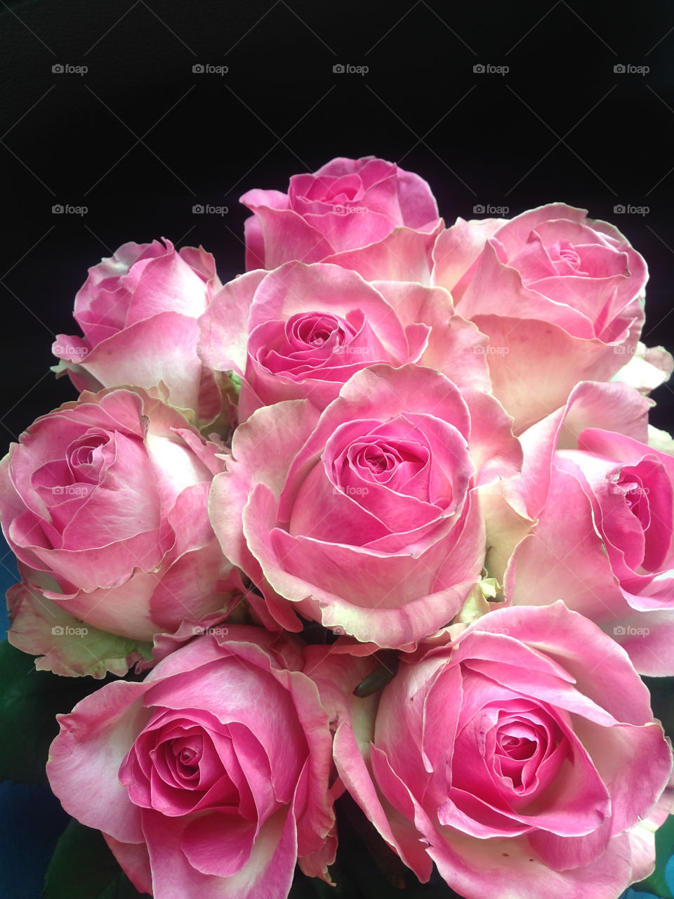 Beautiful roses 