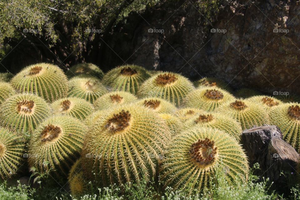 Barrel Cactus Patch in Desert