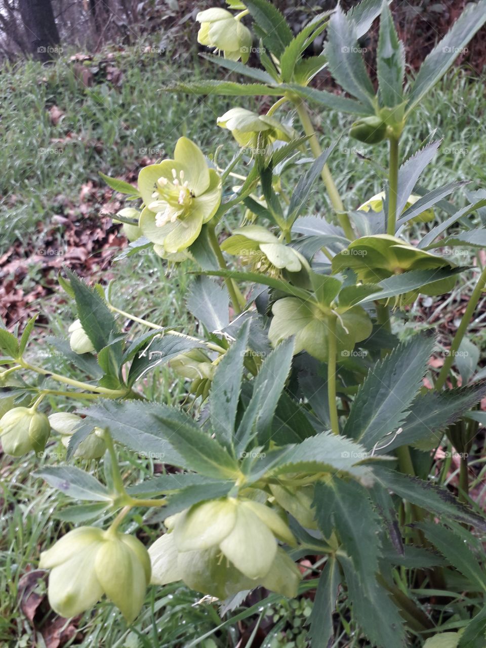 springtime in the wood