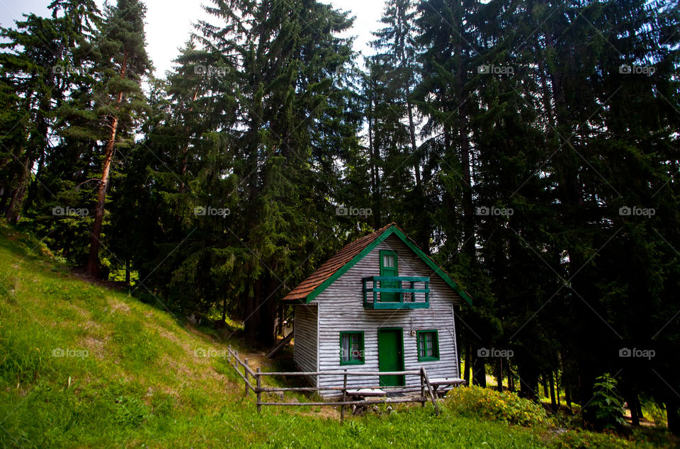 Wooden villa in green forest 