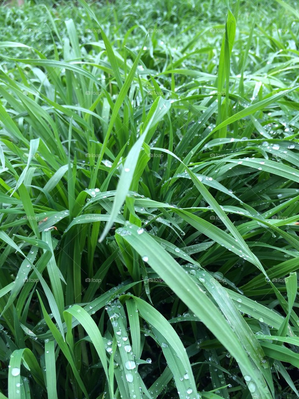 Tender grass with water droplets
