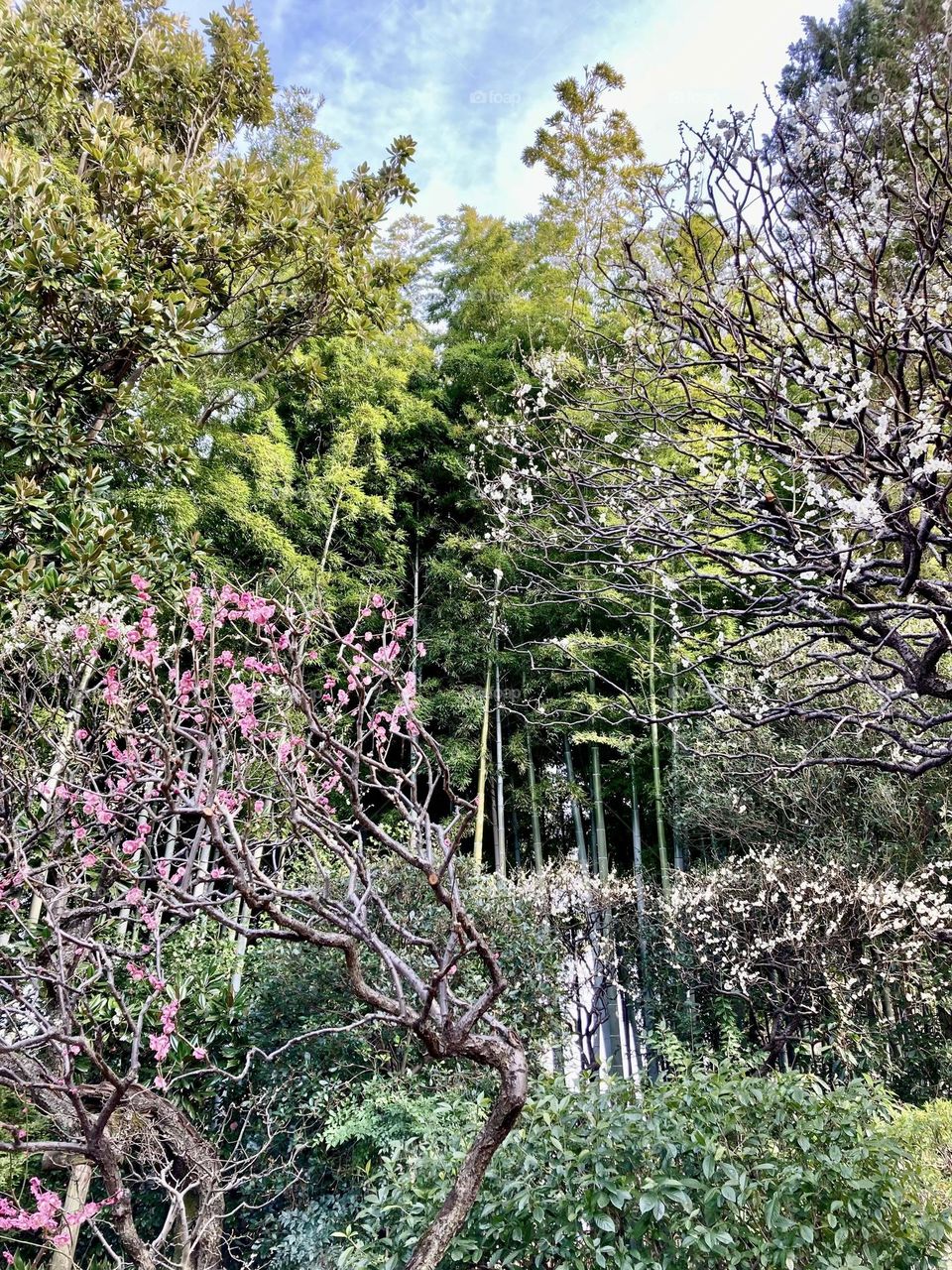 Various kinds of trees