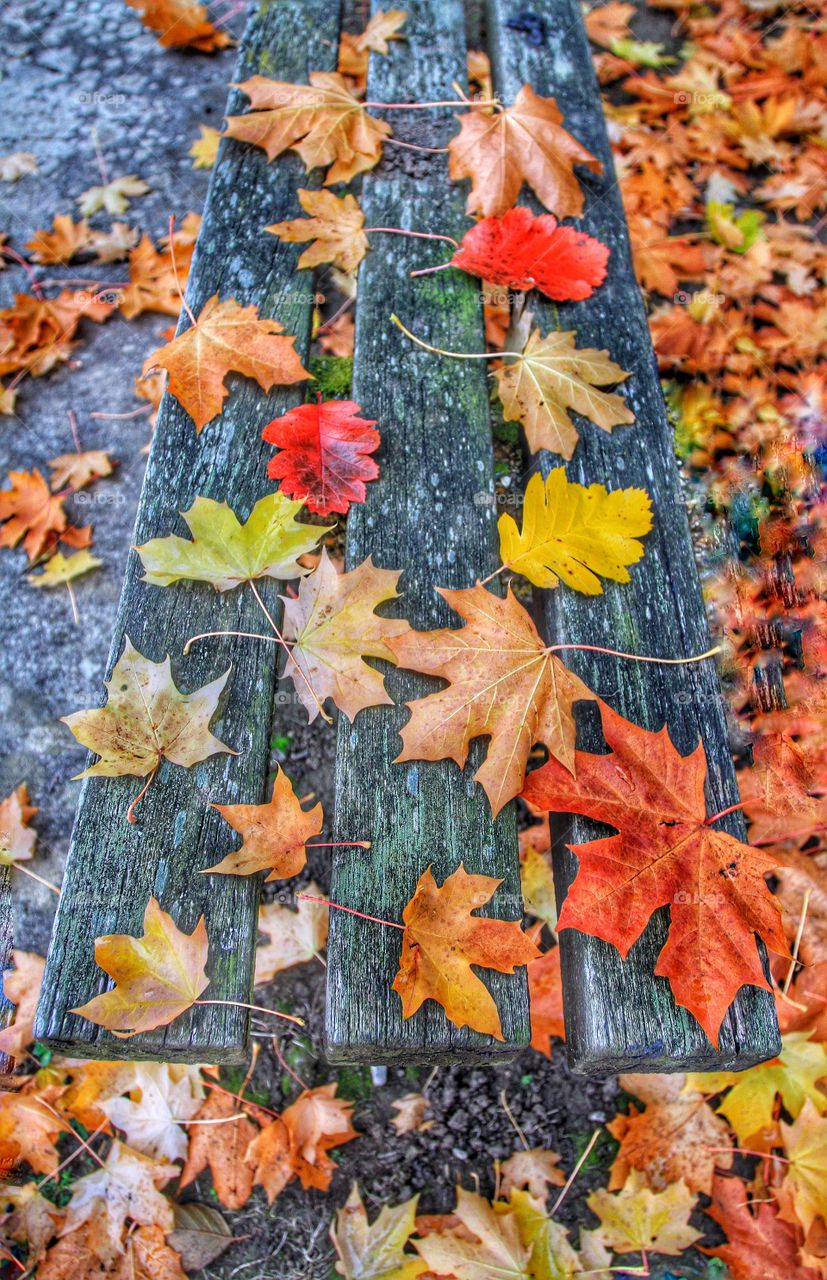 Leafy Bench. Autumnal leaves scattered over the wooden slats of a park bench.