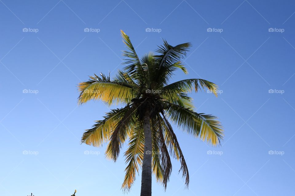 Coconut tree 