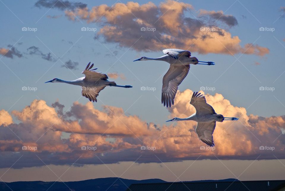 Sandhill Cranes 