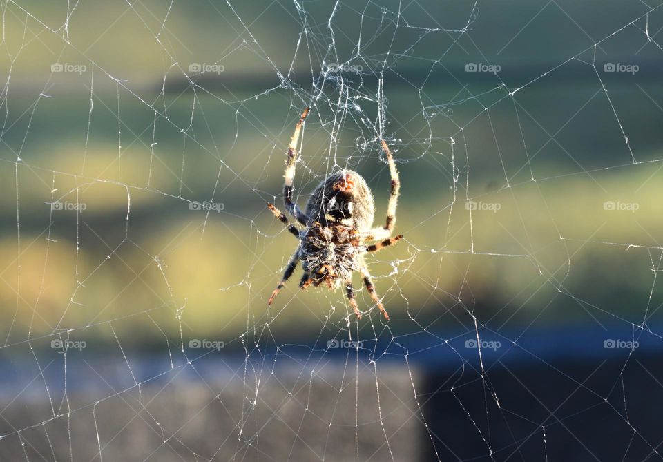 A spider and his nest in the fall sun