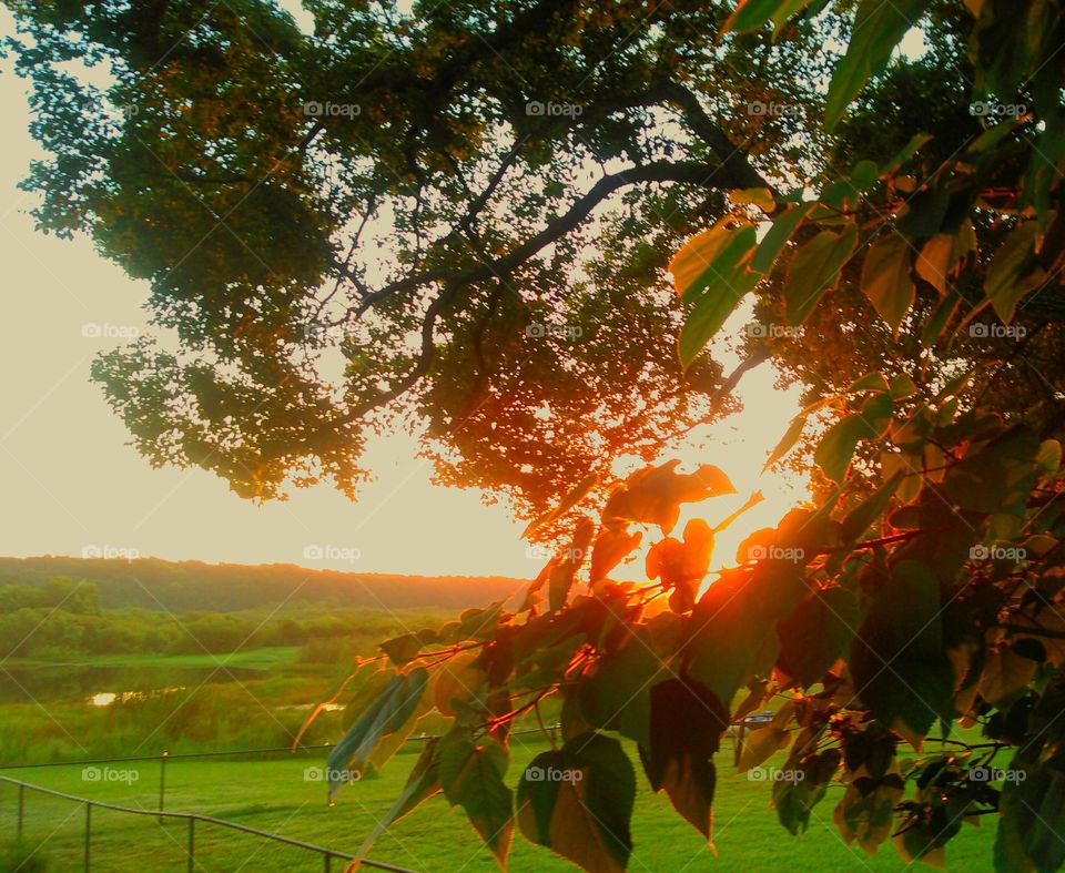 Golden hour after sunrise. Golden hour of morning sunshine through oak and banyan trees lakeside