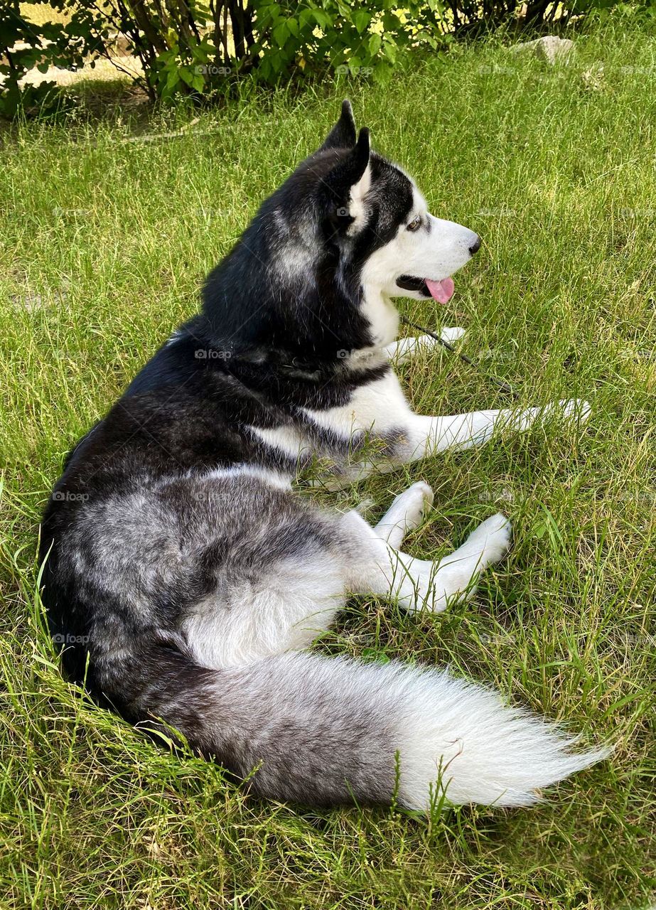Husky dog ​​resting on green grass in summer