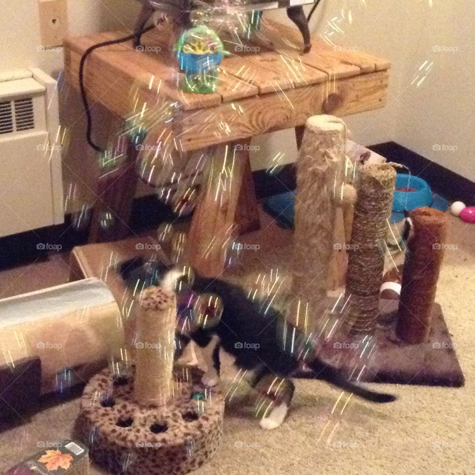 Cat playing  with bubbles