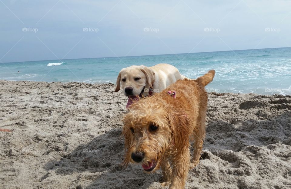 Tula making friends on Juno Beach dog beach.