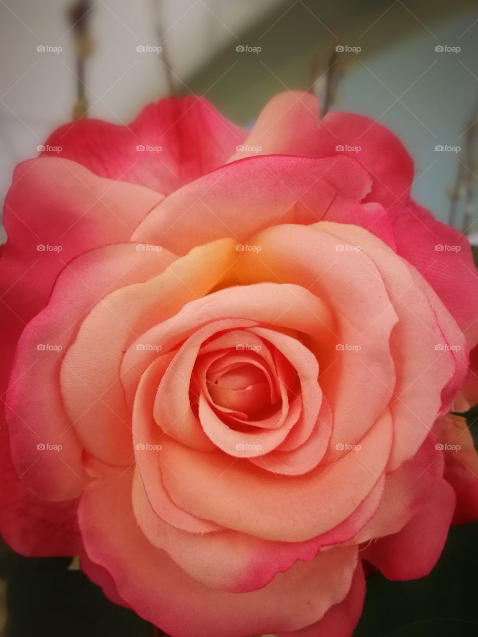 rose