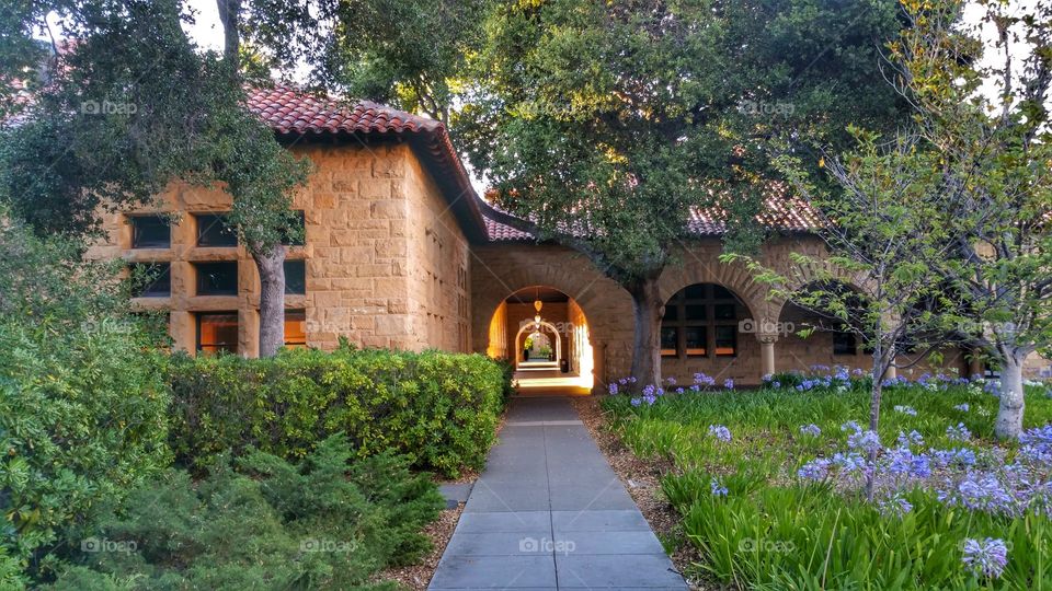Stanford University Garden. Beautiful flowers and trees