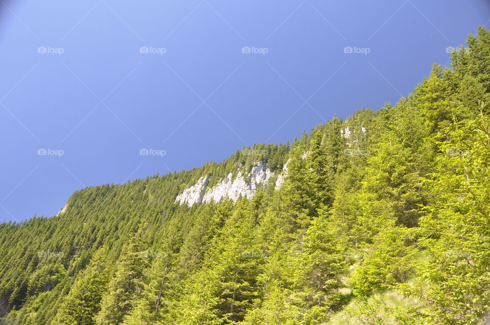 mountains forest