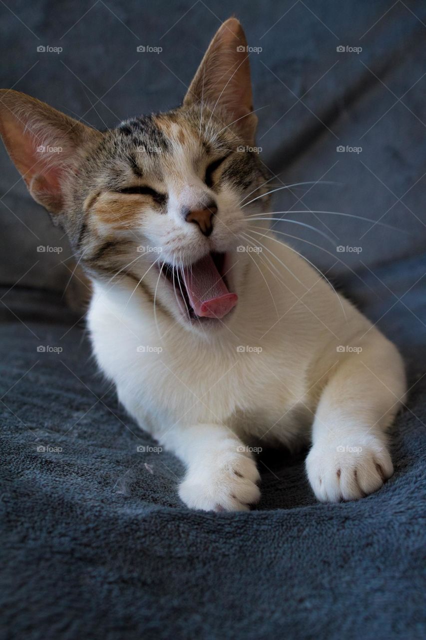 Funny cat, cat smiles,  authentic cat