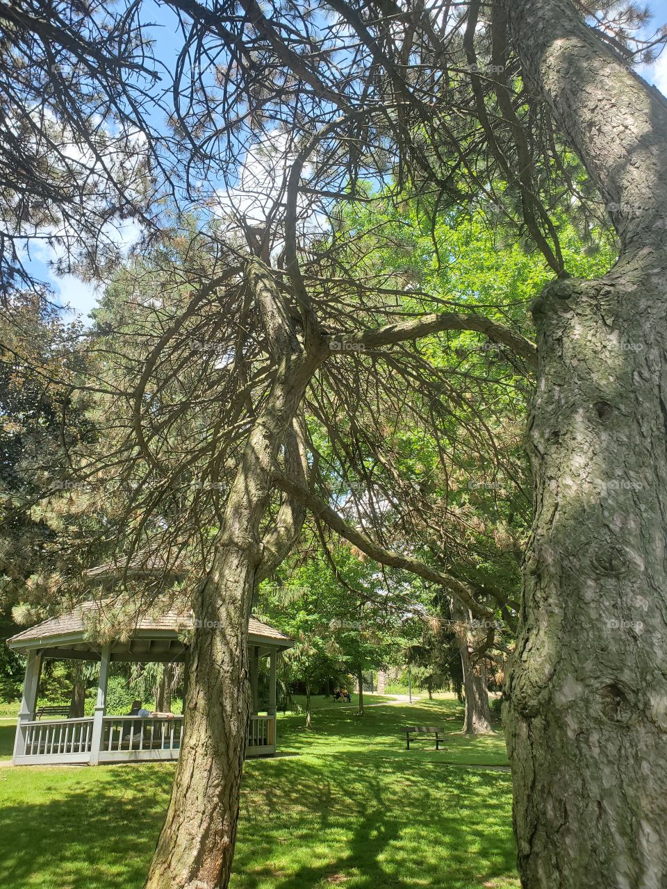 gazebo and a tree