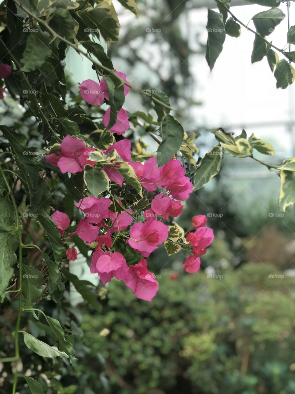 Flowers Bergianska pink