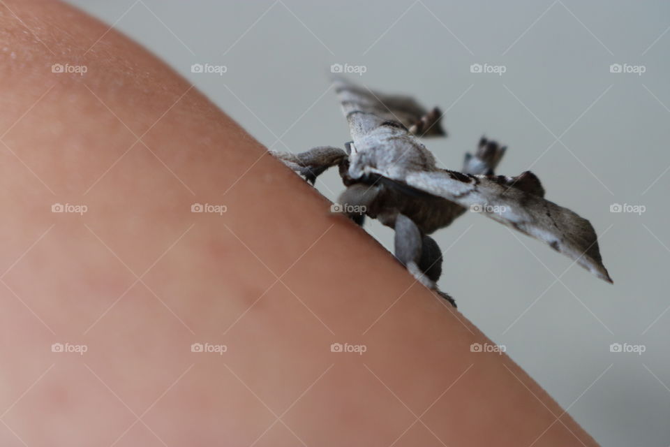 Moth- this moth landed on my leg . 